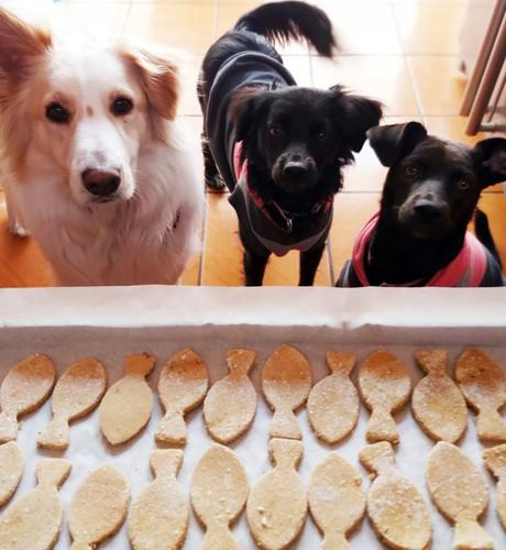 Este sábado 21 de diciembre se realiza la Primera Feria del Pet Emprendimiento