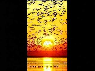 4.023 - CADA DÍA SALE EL SOL...