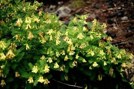 Astrágalo. Propiedades, beneficios y contraindicaciones de esta planta astrágalo