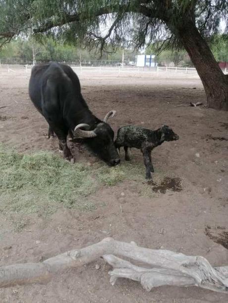 Nace Búfalo de agua en el Parque Tangamanga 2; buscan nombre