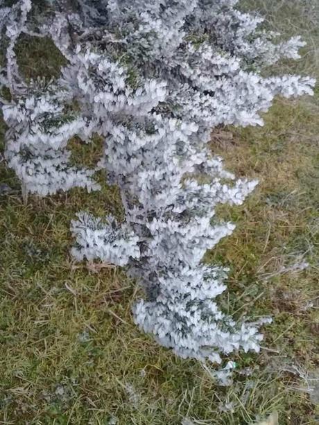 Sierra de Álvarez se viste de blanco debido a Frente Frío