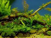 Problemas plantas acuario