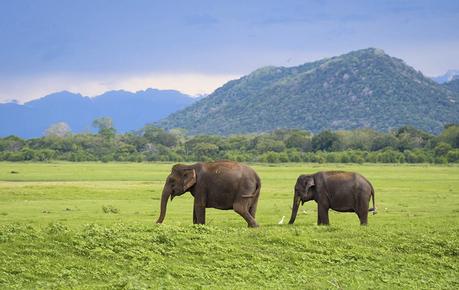 srilanka destino viajes novios