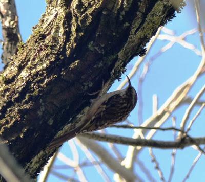 La vida en el parque