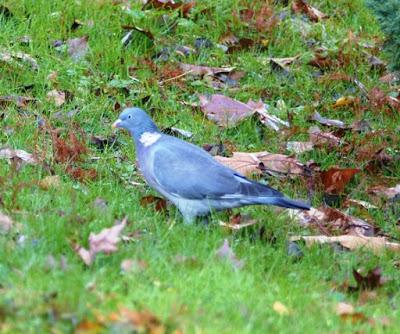 La vida en el parque