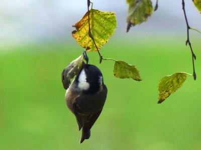 La vida en el parque