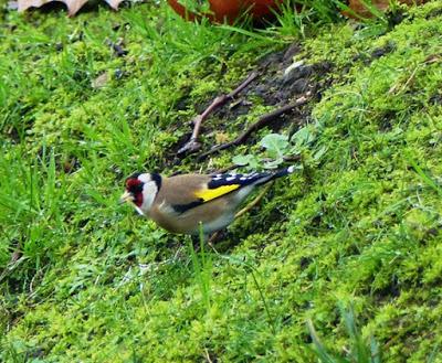 La vida en el parque