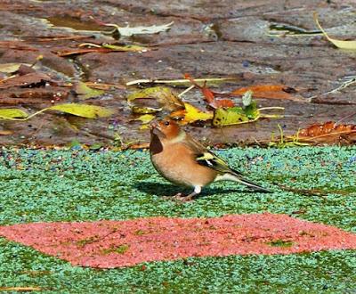 La vida en el parque