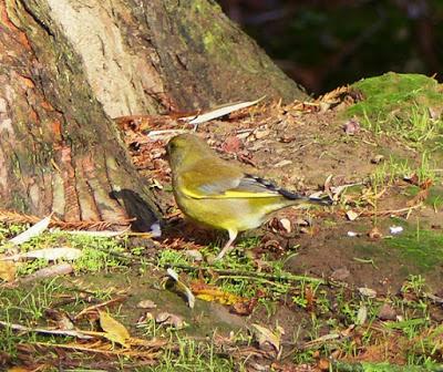 La vida en el parque