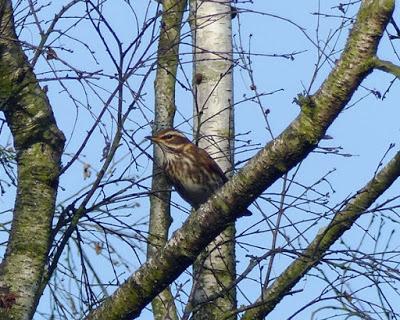 La vida en el parque
