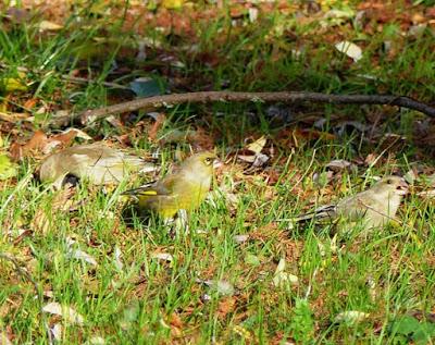 La vida en el parque