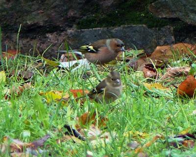 La vida en el parque