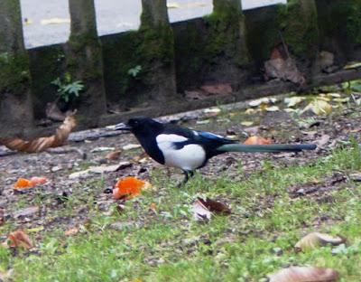La vida en el parque