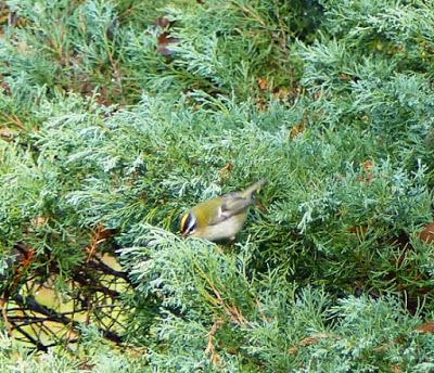 La vida en el parque
