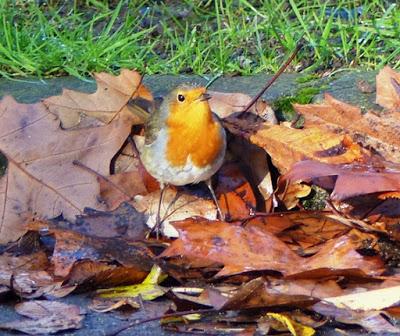 La vida en el parque