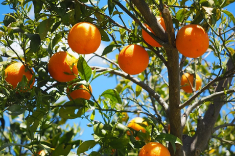 #Ocio: ¿La naranja se llama naranja por el color naranja… o es al revés?
