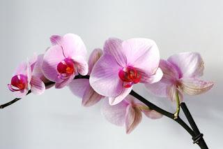 Orquídeas para una dama: Tamara