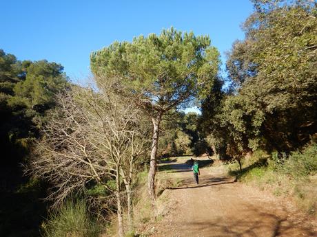 De Baixador de Vallvidrera a la Torre de Dalt o de Santa Margarida | Serra de Collserola