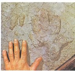 MIS LECTURAS DE ORTEGA-El hombre: un animal inadaptado e inadaptable