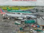 Perro aeropuerto