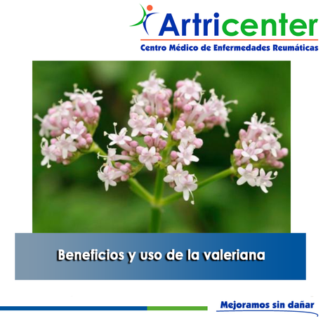 Artricenter: Beneficios y uso de la valeriana Artricenter: Beneficios y uso de la valeriana