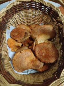 Níscalos de Navidad