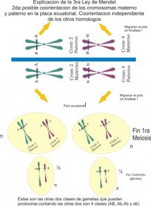 Leyes de Mendel. Tercera ley de mendel: ley de la transmisión independiente