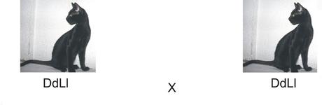Leyes de Mendel. Tercera ley de mendel: ley de la transmisión independiente Leyes de Mendel. Tercera ley de mendel: ley de la transmisión independiente