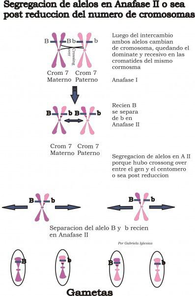 Leyes de Mendel. Segunda Ley de Mendel: Ley de la segregación