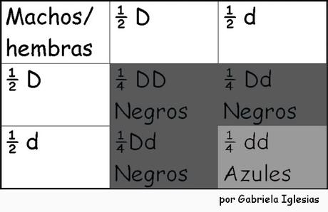 Leyes de Mendel. Segunda Ley de Mendel: Ley de la segregación Punnet 2da ley