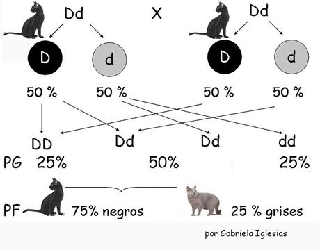 Segunda ley de Mendel