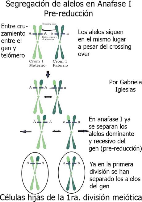 Leyes de Mendel. Segunda Ley de Mendel: Ley de la segregación