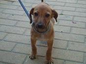 cachorrita meses maltratada cruelmente rumanos!!!!