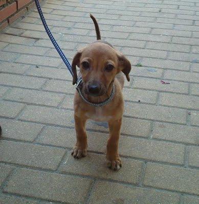 ¡ CACHORRITA DE 3 MESES MALTRATADA CRUELMENTE POR RUMANOS!!!!