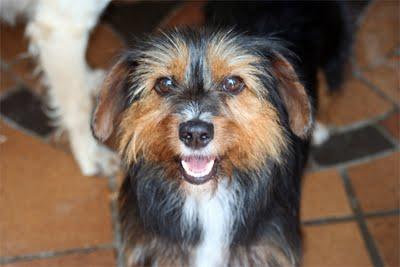 Cabriola, preciosa cruce de Teckel de 6 kilos, buena y cariñosa, se merece un hogar. URGENTE!!!