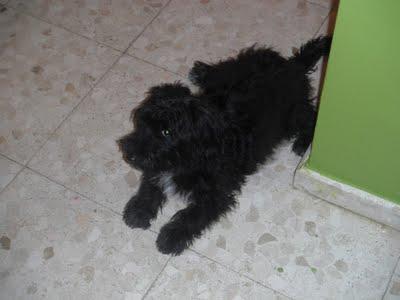 Joselito, cachorro abandonado en una casa por sus dueños. (Sevilla)