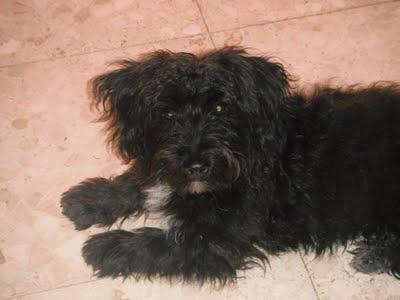 Joselito, cachorro abandonado en una casa por sus dueños. (Sevilla)