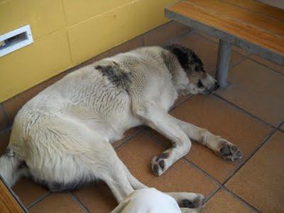 MASTIN ABANDONADO EN JEREZ CENTRO COMERCIAL.SOS!!!