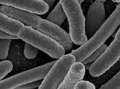 fármaco caro mundo para combatir Escherichia Coli hallada pepinos