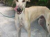 Ayuda para poder rescatar podencos galgos perrera Jaén