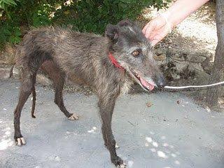 Ayuda para poder rescatar a podencos y galgos de la perrera de Jaén