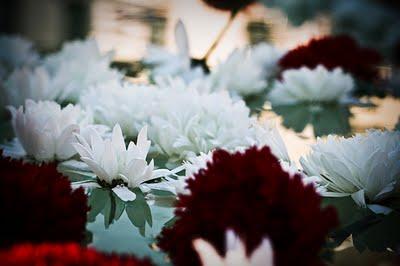 Dakota D Journal & Sevilla Fashion