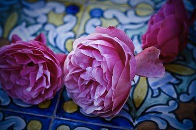 Dakota D Journal & Sevilla Fashion