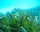 Los fertilizantes dañan las praderas submarinas