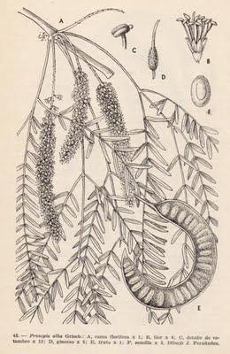 Arboles Nativos: Algarrobo