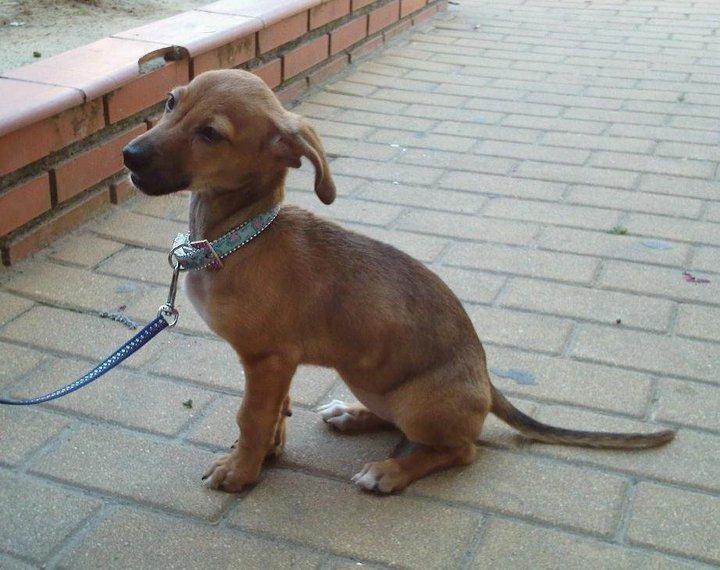 Cachorrita rescatada cuando servia de diversión a gamberros, necesita acogida
