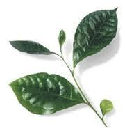 teverdediabetes El té verde y la diabetes