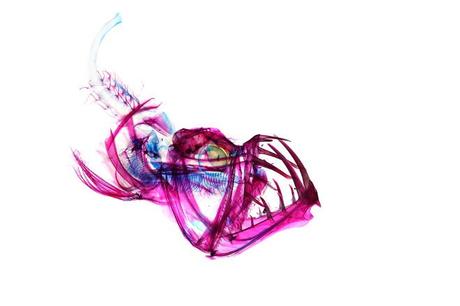 Iori Tomita – Especimenes transparentes