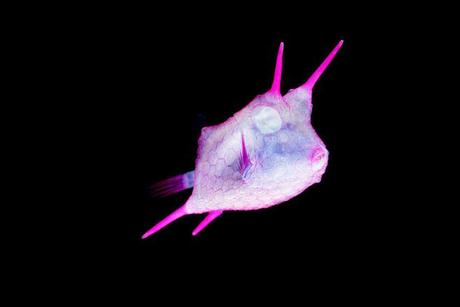 Iori Tomita – Especimenes transparentes