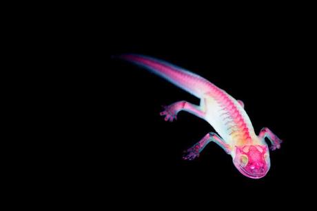 Iori Tomita – Especimenes transparentes